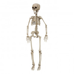 Skelett 76cm