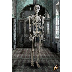 Skelett 150cm